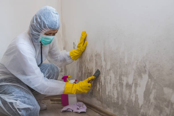 Best Toxic Mold Removal  in Sierra Vista Southeast, AZ