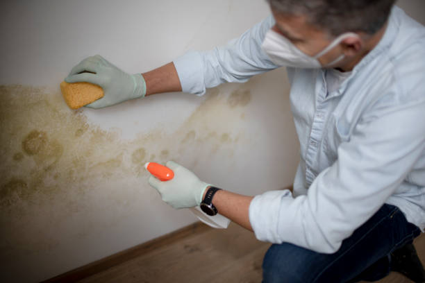 Mold Removal Process in Sierra Vista Southeast, AZ