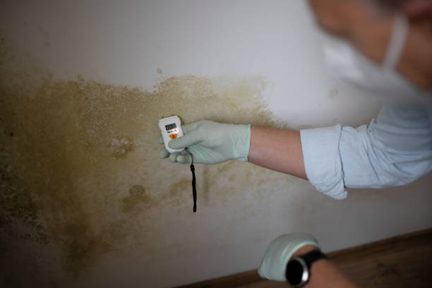 Best Local Mold Removal Service  in Sierra Vista Southeast, AZ