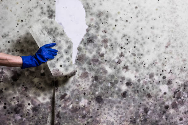 Crawl Space Mold Removal in Sierra Vista Southeast, AZ